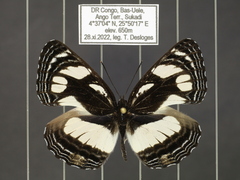 Neptis strigata kakamega