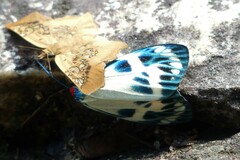 Chalcosia phalaenaria