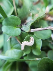 Olivenebula xanthochloris