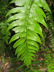 Diplazium wichurae