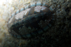 Ischnochiton smaragdinus