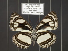 Neptis strigata kakamega