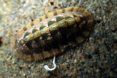 Ischnochiton smaragdinus