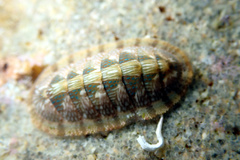 Ischnochiton smaragdinus