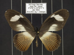 Papilio cynorta
