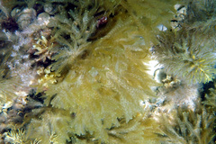 Dictyopteris australis