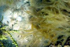 Dictyopteris australis