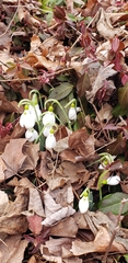 Galanthus elwesii