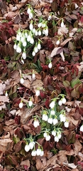 Galanthus elwesii