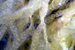 Dictyopteris australis