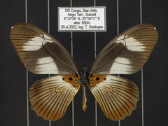 Papilio cynorta