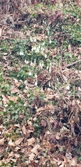 Galanthus elwesii