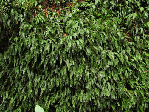 Hymenasplenium hondoense iNat (3)