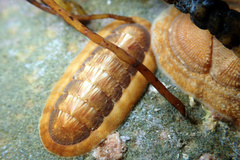 Ischnochiton torri