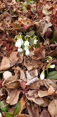 Galanthus elwesii