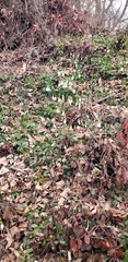 Galanthus elwesii