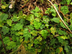 Ficus thunbergii