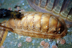 Ischnochiton cariosus