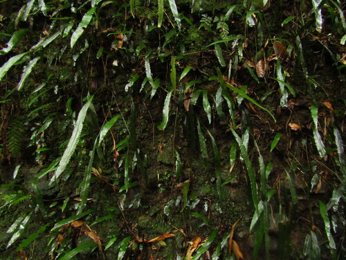 Image of Deparia lancea by (c) Samuele Papeschi, some rights reserved (CC BY)