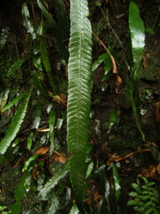 Deparia lancea