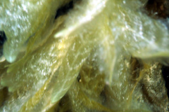 Dictyopteris australis