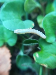 Olivenebula xanthochloris