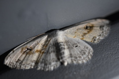 Scopula indicataria