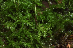 Plagiomnium undulatum