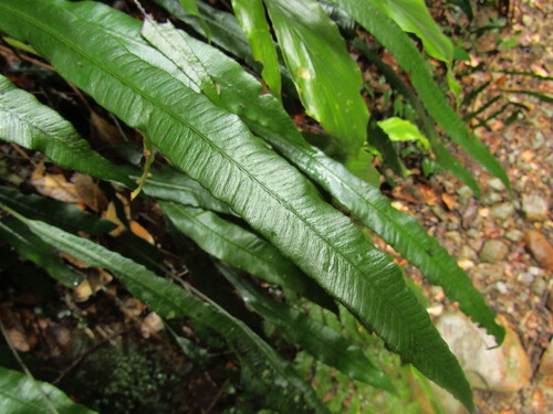 Image of Deparia lancea by (c) Samuele Papeschi, some rights reserved (CC BY)