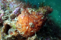 Pyura fissa