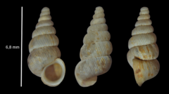 Cochlostoma septemspirale