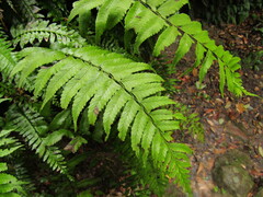 Diplazium wichurae