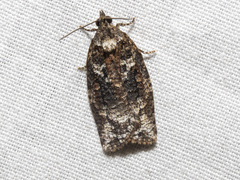 Thrincophora signigerana