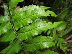 Diplazium wichurae