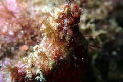 Pyura fissa