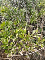 Persea borbonia