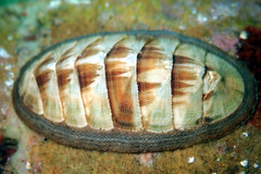 Ischnochiton contractus