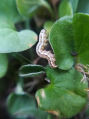 Olivenebula xanthochloris