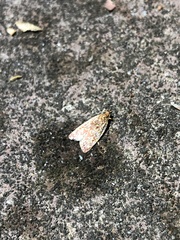 Syringoseca rhodoxantha