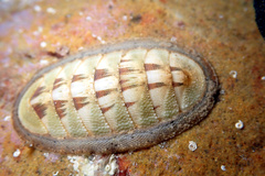 Ischnochiton contractus