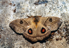 Hylesia lineata