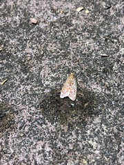 Syringoseca rhodoxantha