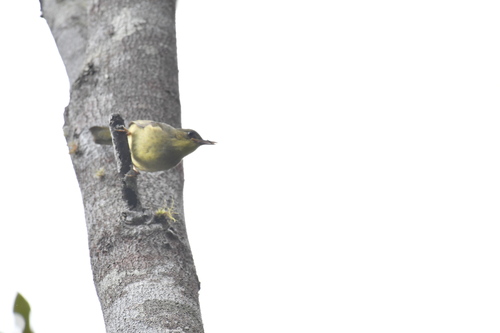 Long-billed Bernieria (Bernieria madagascariensis), photo 3