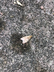 Syringoseca rhodoxantha