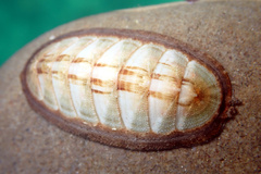 Ischnochiton contractus