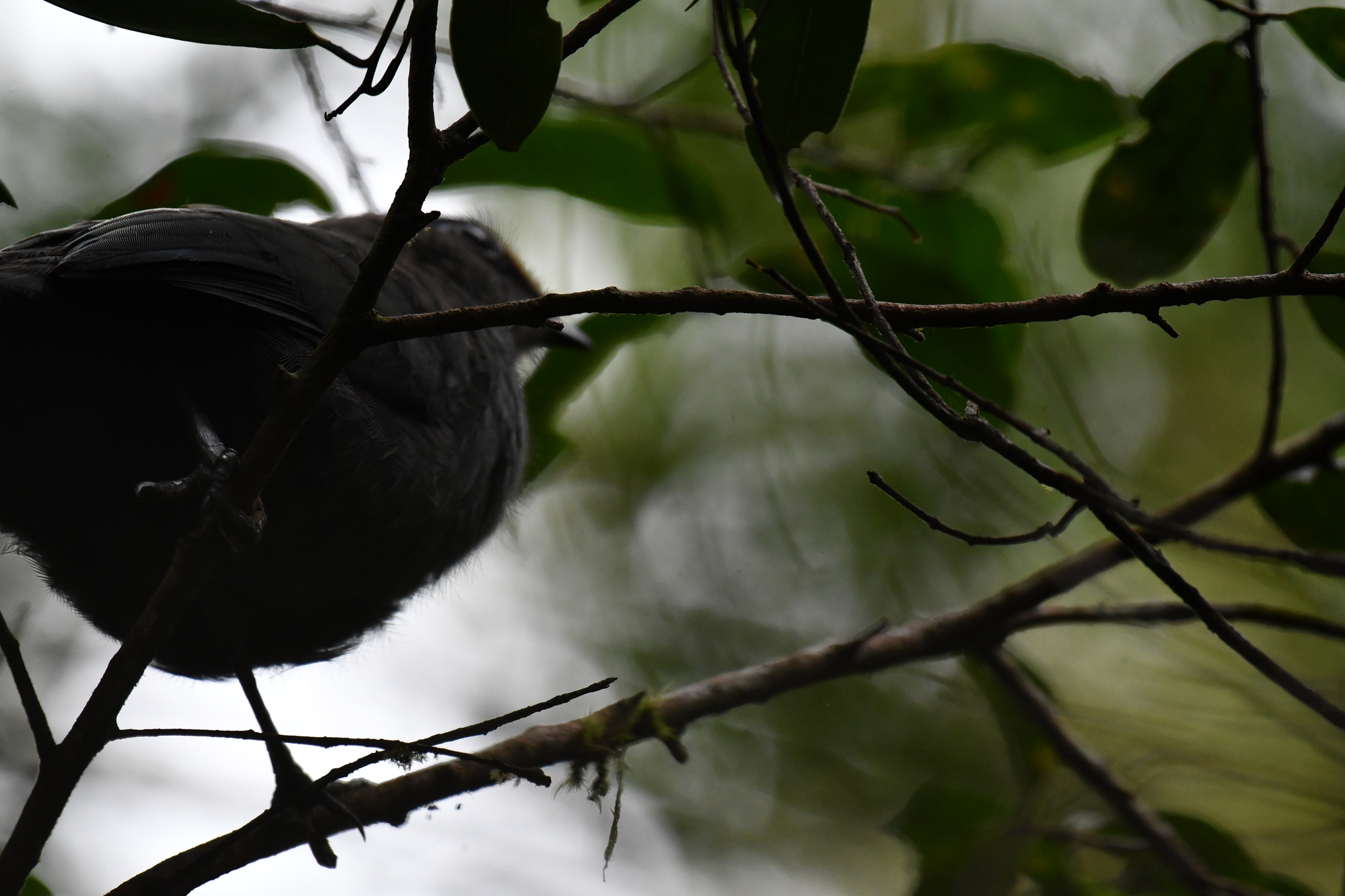 Red-fronted Coua (Coua reynaudii), photo 9