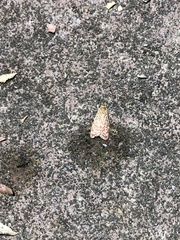 Syringoseca rhodoxantha