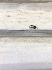 Labarrus cincticulus