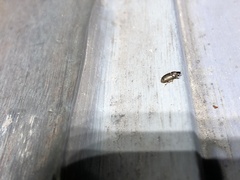 Labarrus cincticulus