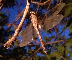 Rhionaeschna multicolor